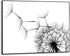 Slim frame zwart - 50x70cm - dandelion