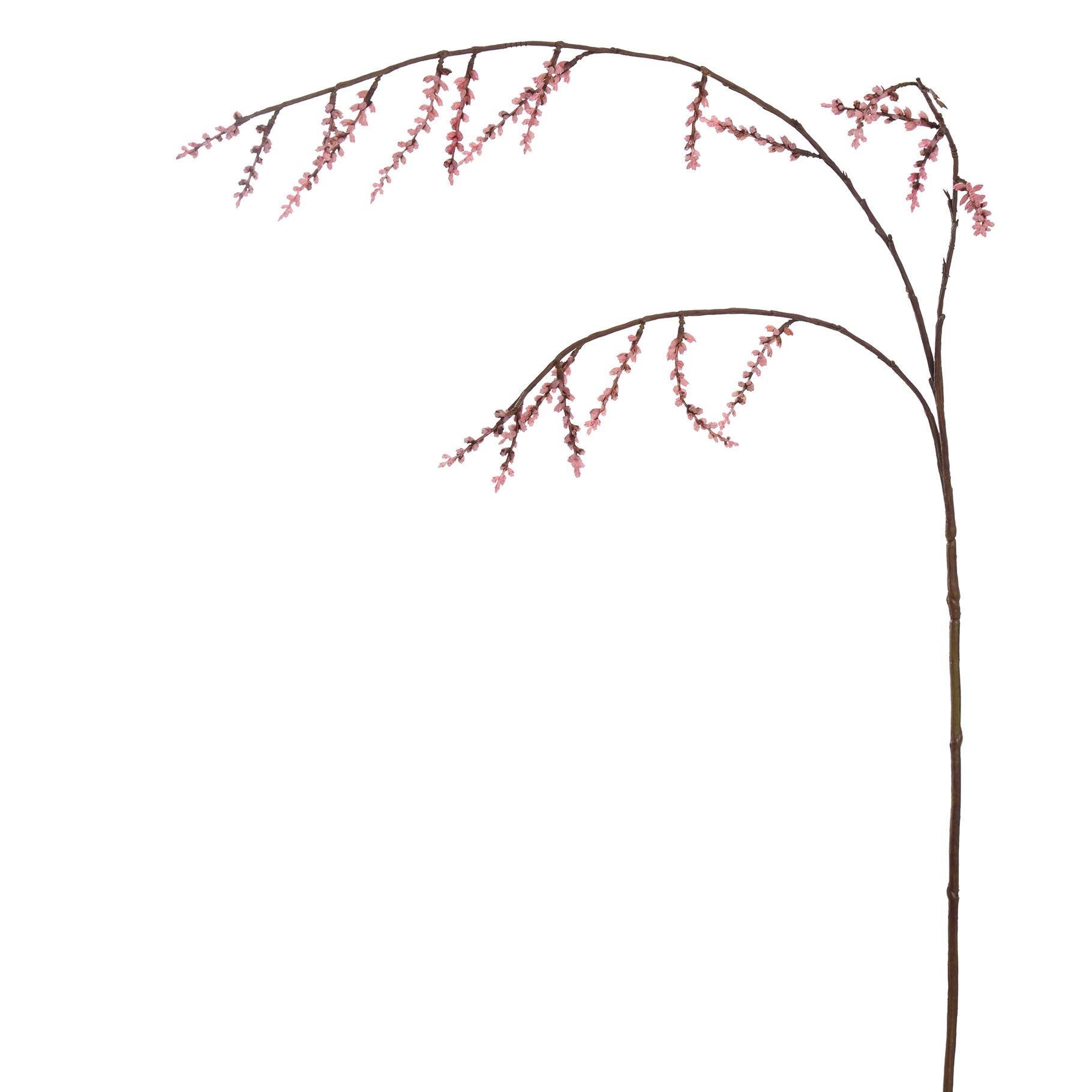 Stachyurus spary - 106cm - pink