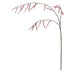 Stachyurus spary - 106cm - pink