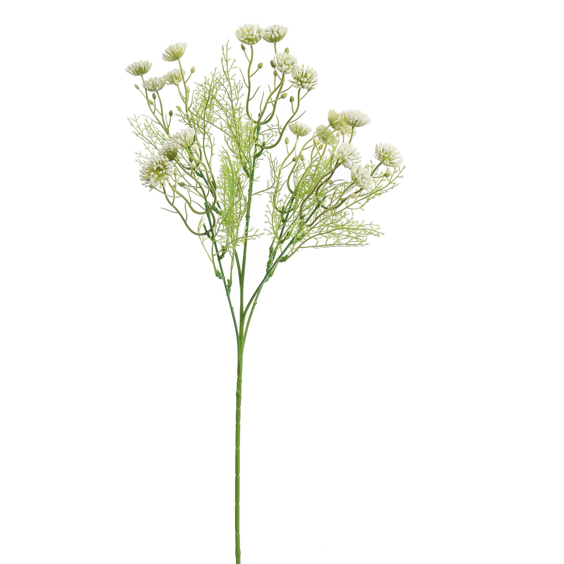 Anethum 60Cm - Cream