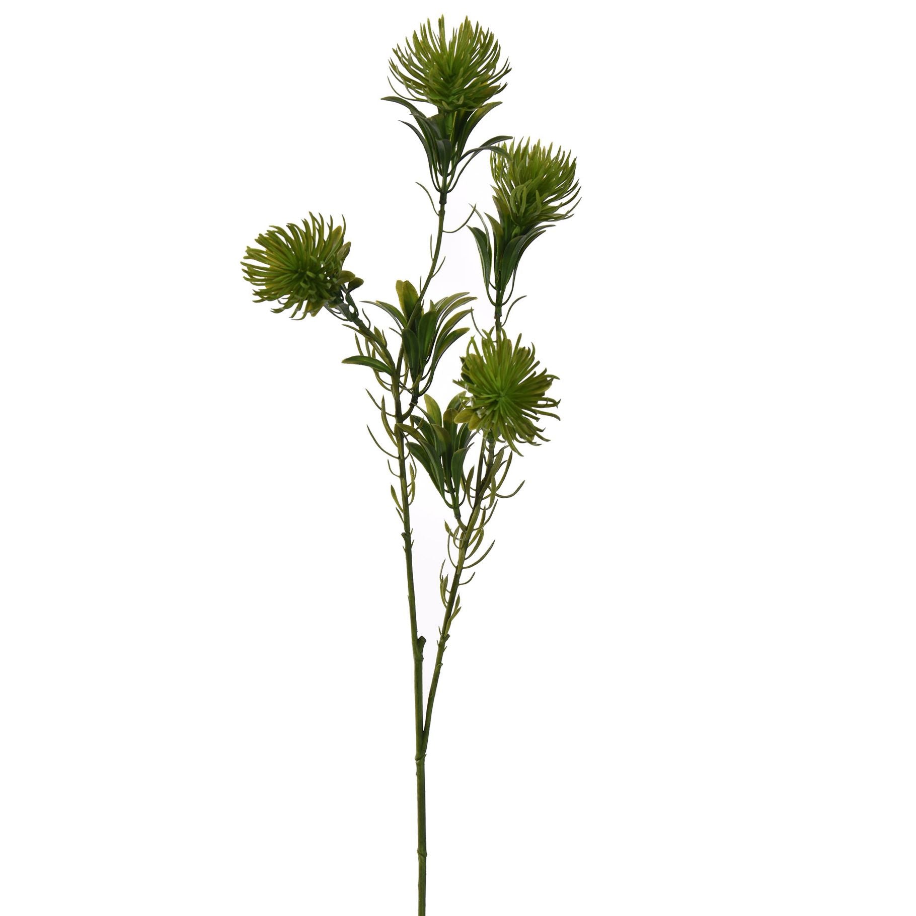 Dianthus spray - 60cm - green