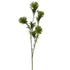 Dianthus spray - 60cm - green