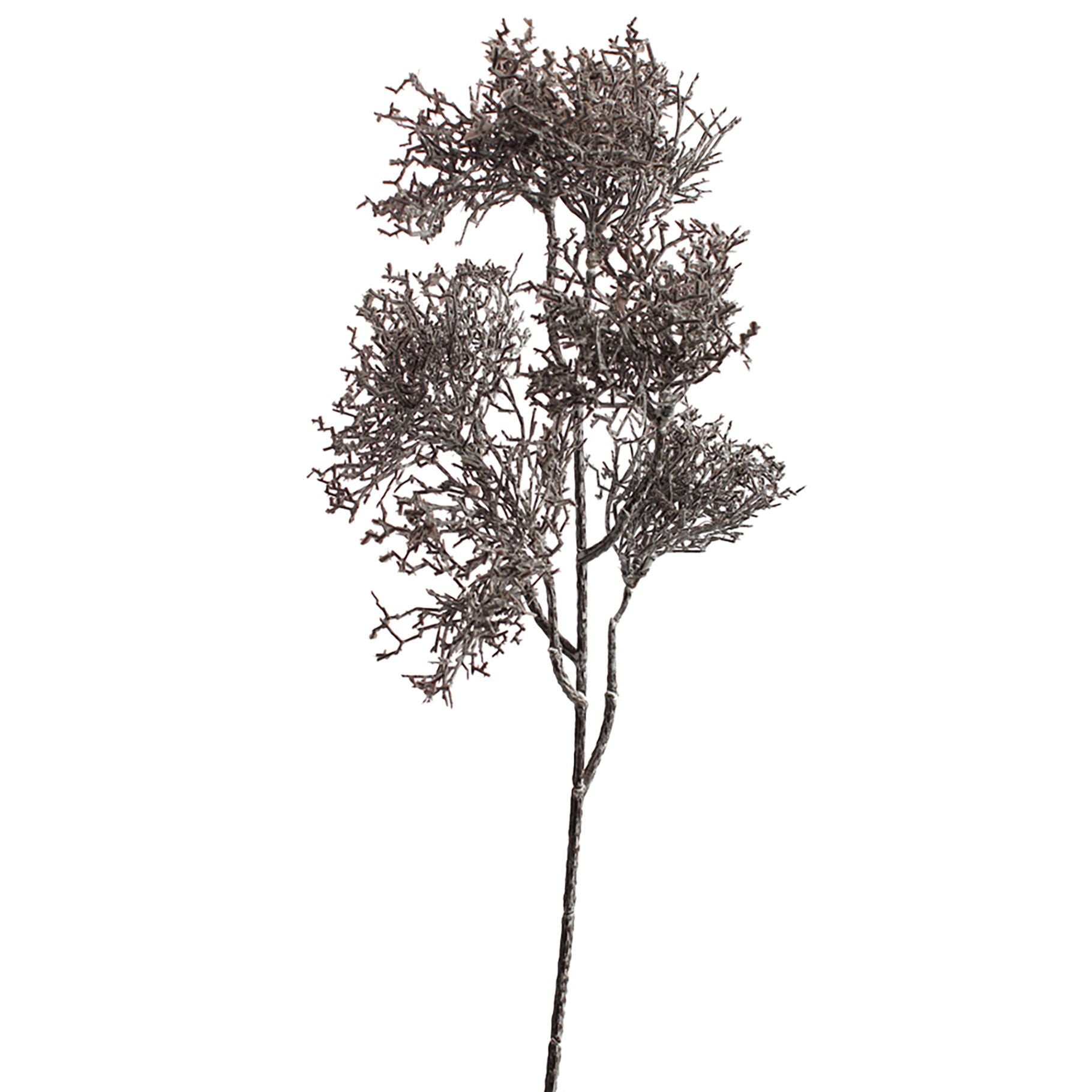 Coral spray - 55cm - brown