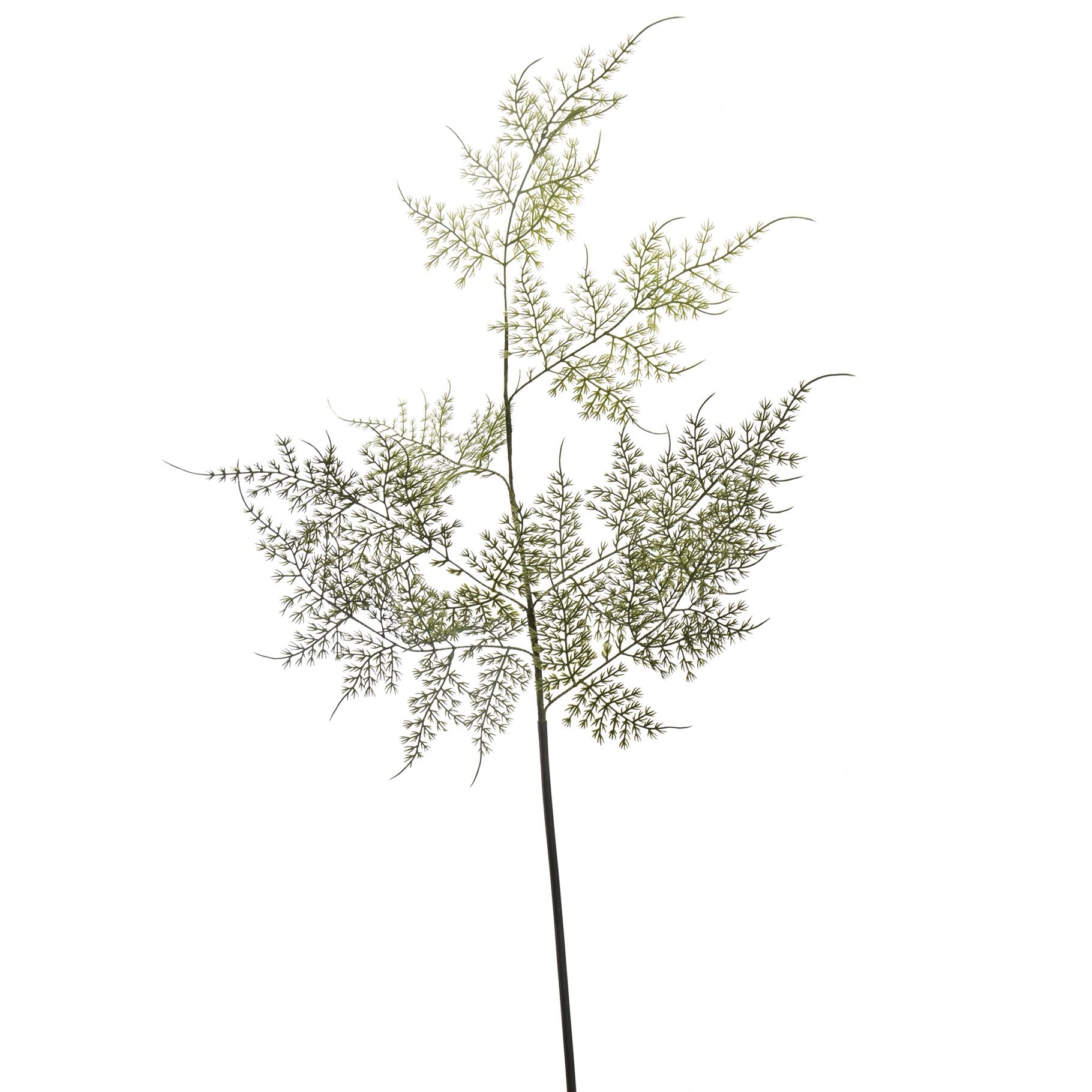 asparagus spray - 70cm - green