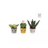 TAKE ME HOME plant S - 12-17cm - 3ass (prijs per stuk)