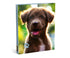 MY FAVOURITE FRIENDS Ringmap A4 2R - Hond