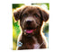 MY FAVOURITE FRIENDS Elastomap A4 - Hond