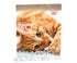MY FAVOURITE FRIENDS Elastomap A4 - Kat