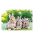 Placemat - PP bedrukt - 28,5x43,5cm - 12st - HOPPY PLACE