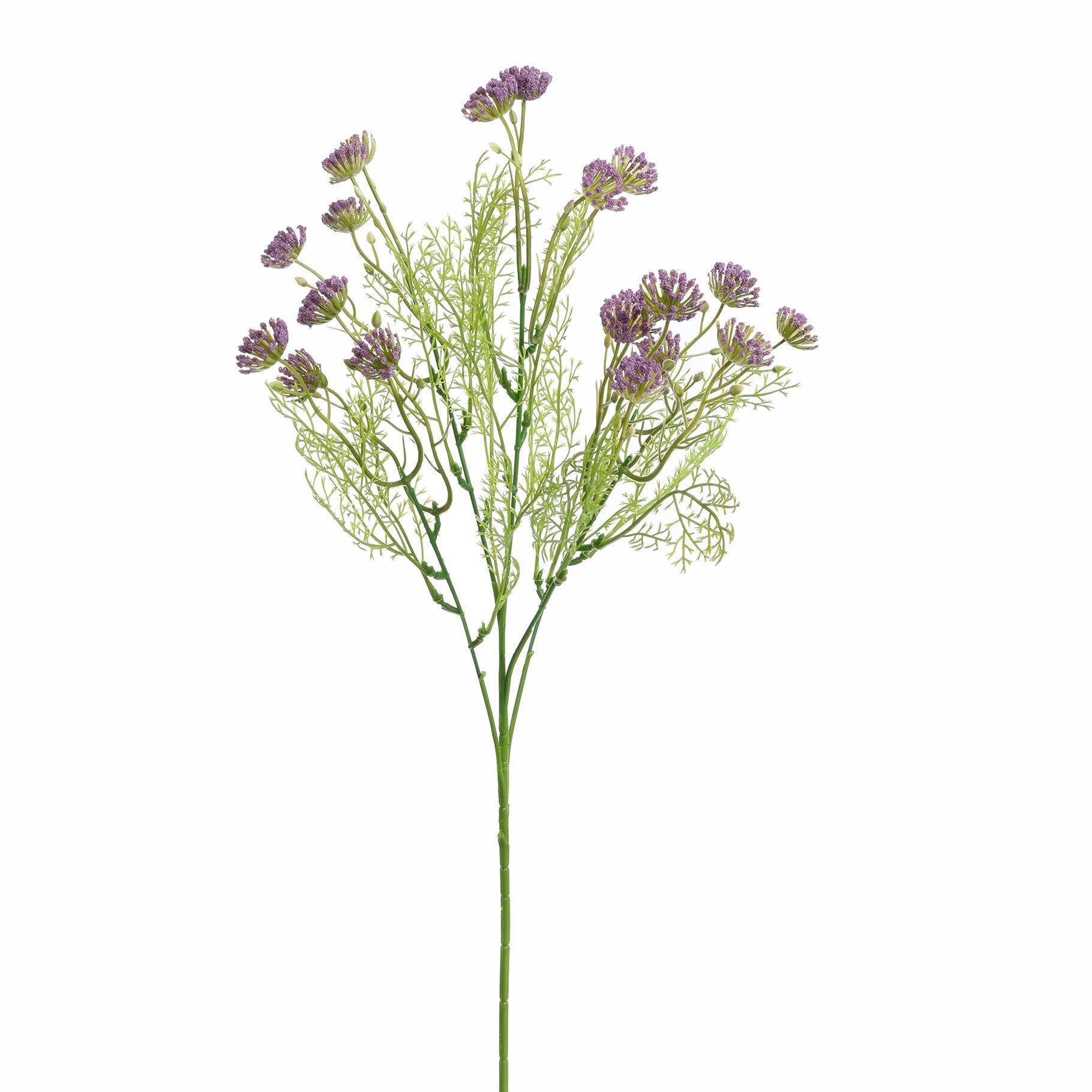Anethum 60Cm - Lavender