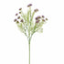 Anethum 60Cm - Lavender