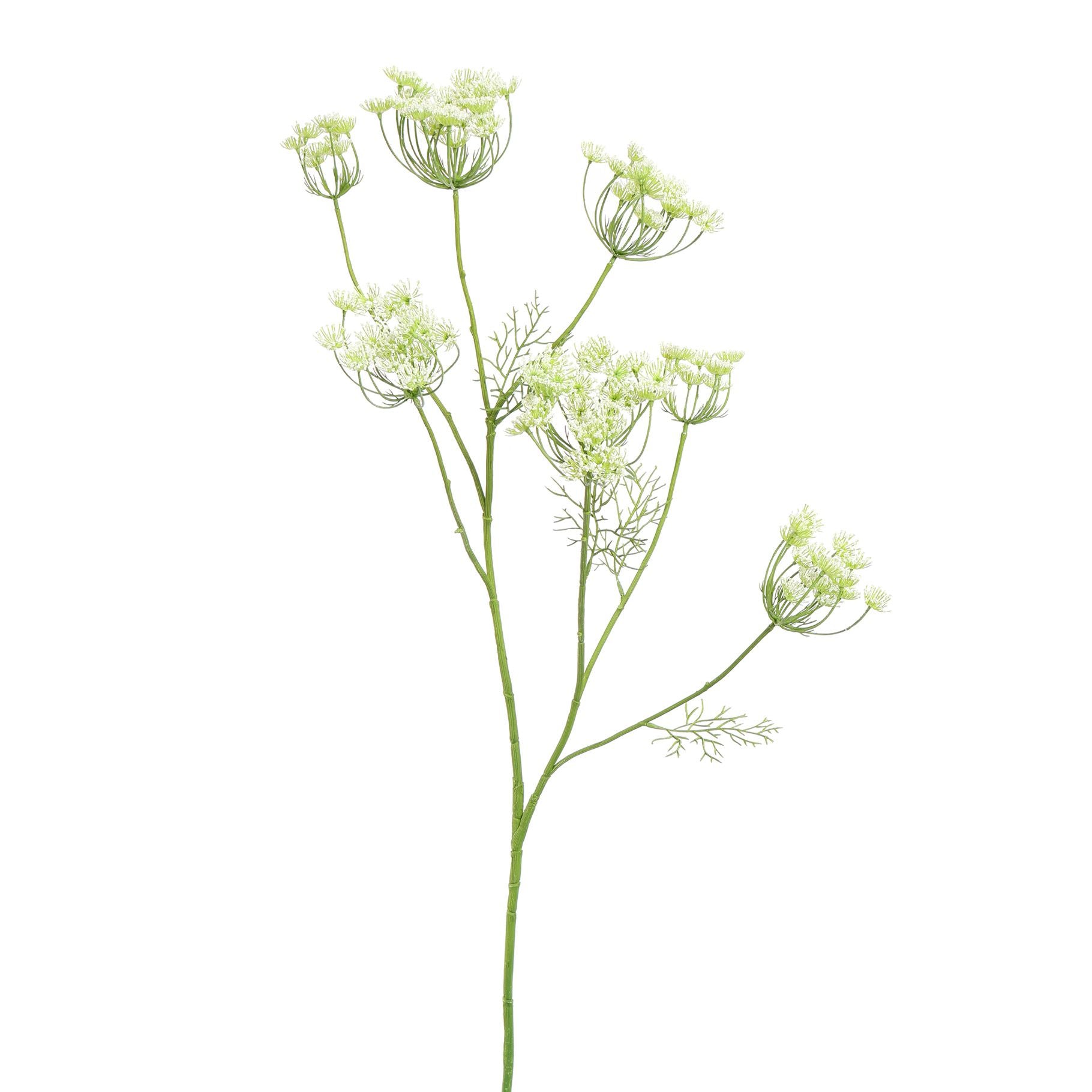 Anethum Spray 107Cm - Cream