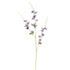 Long Cosmos 105Cm - Lavender