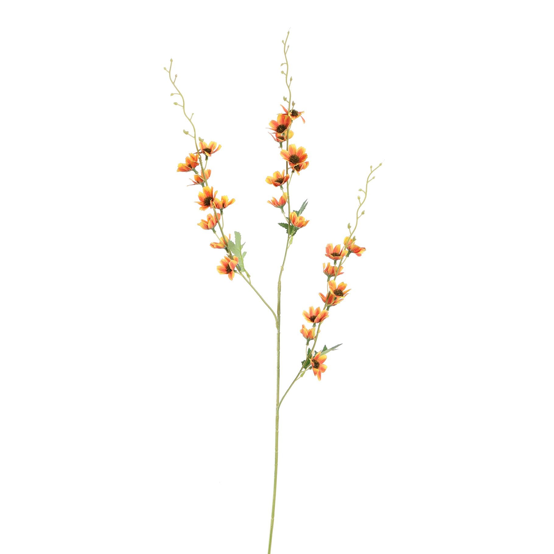 Long Cosmos 105Cm - Orange