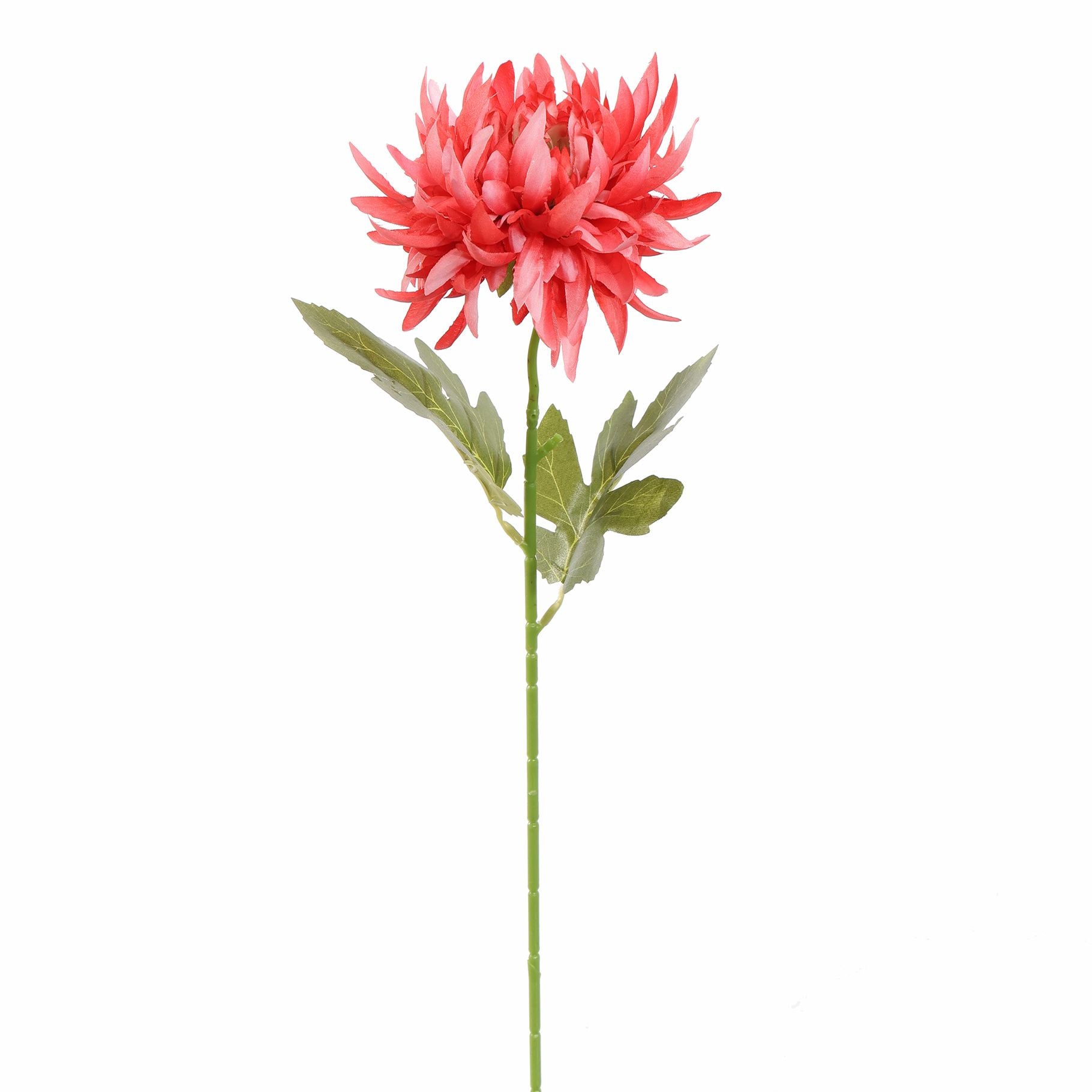 Small Mum 60Cm - Beauty