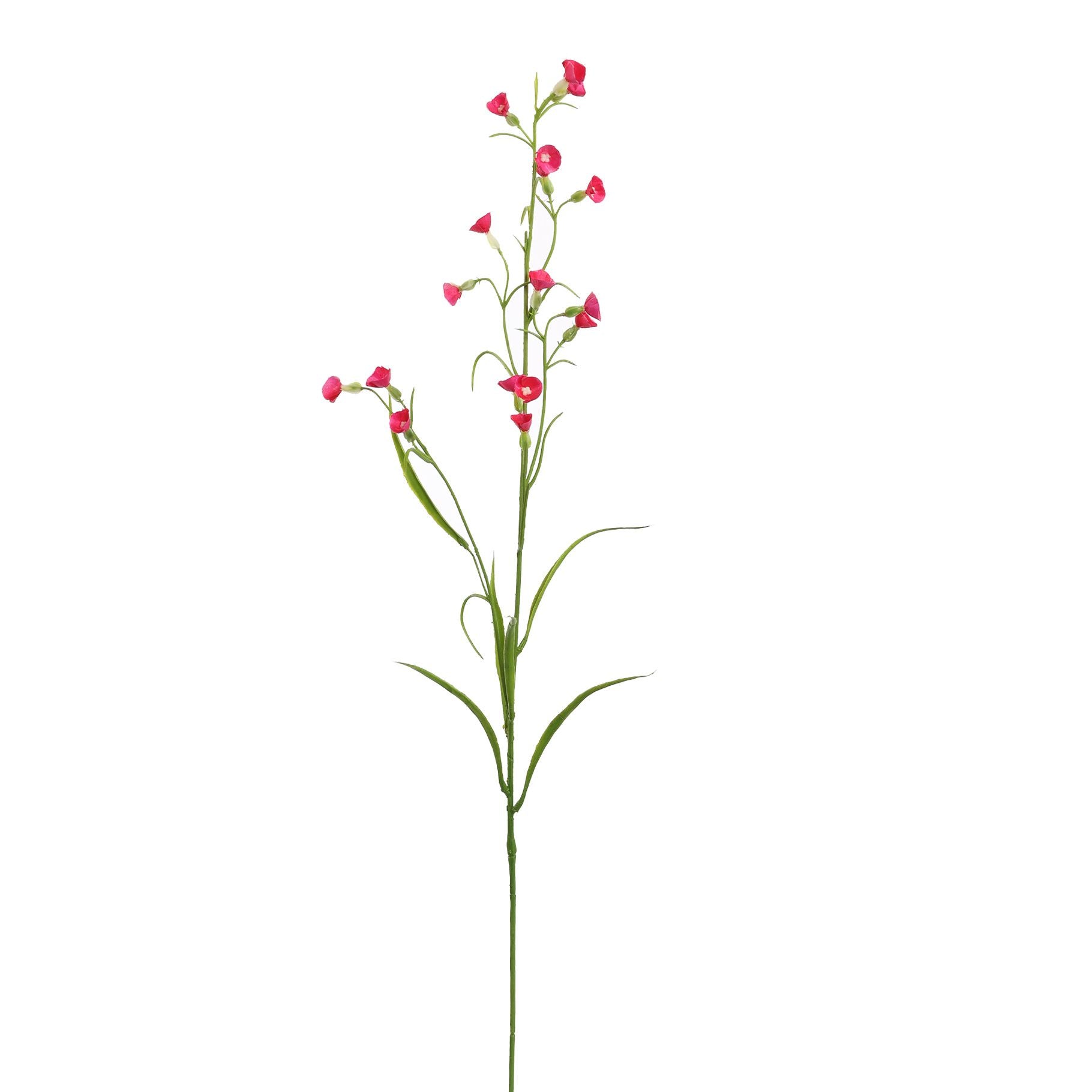 Mini Nicotiana 75Cm - Beauty