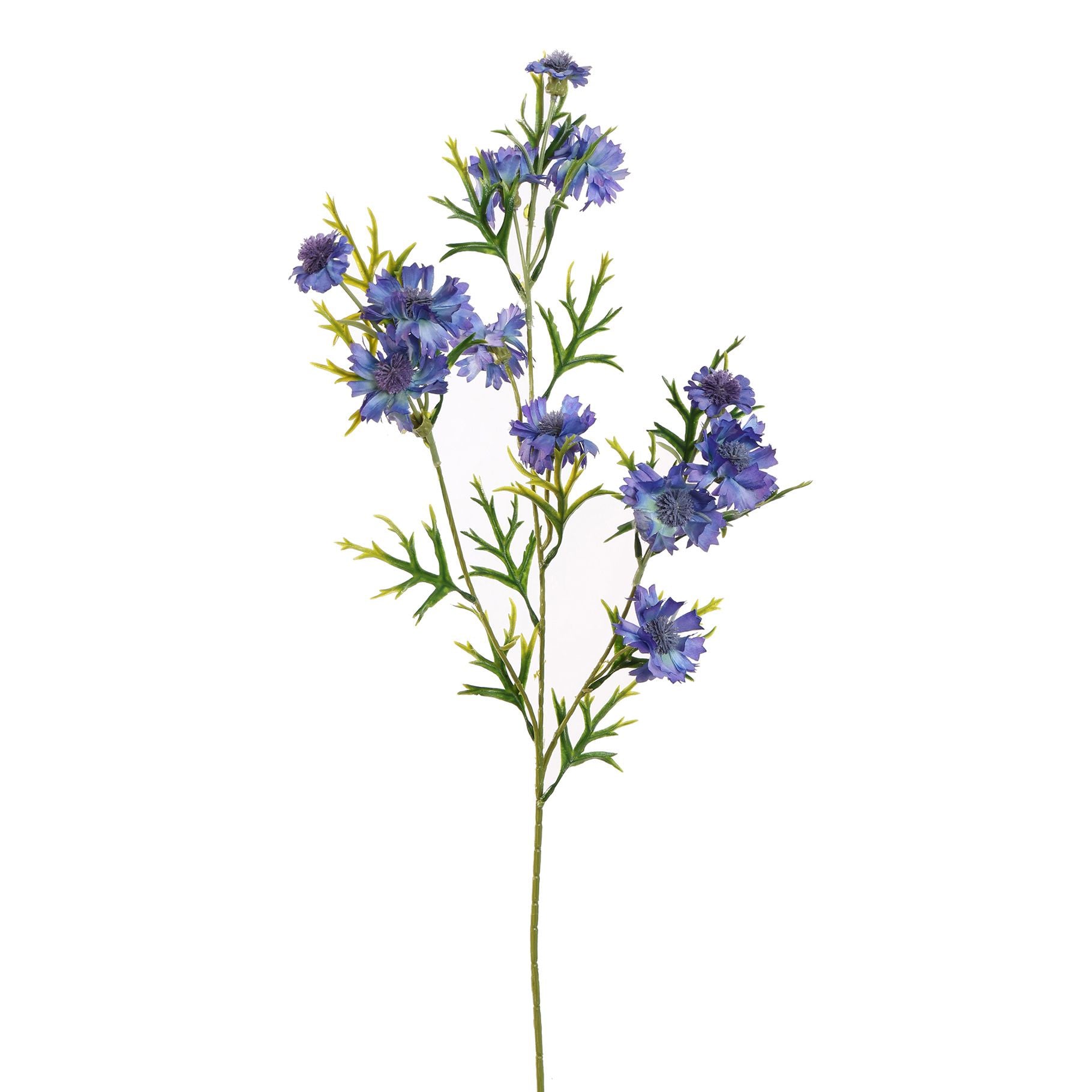 Cornflower 71Cm - Blue
