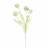 Scabiosa Pod Spray 60Cm - Cream