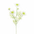 Scabiosa 60Cm - Cream