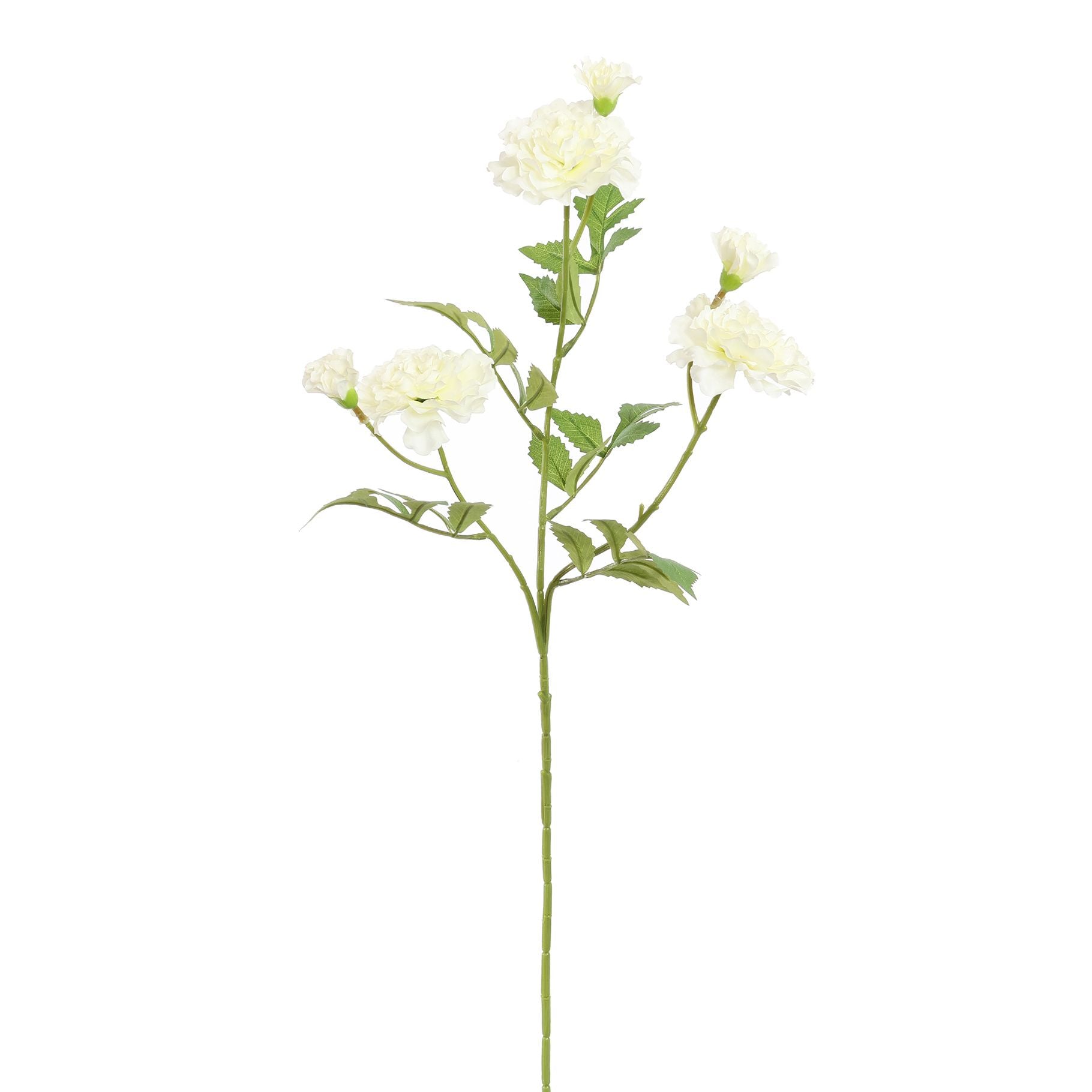 Marigold 75Cm - Cream