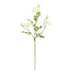 Marigold 75Cm - Cream