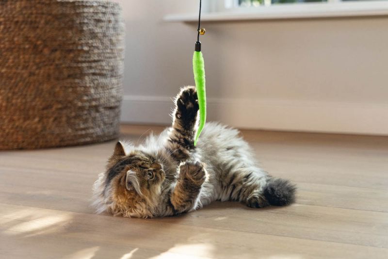 BEEZTEES Kattenhengel Novi - 48cm