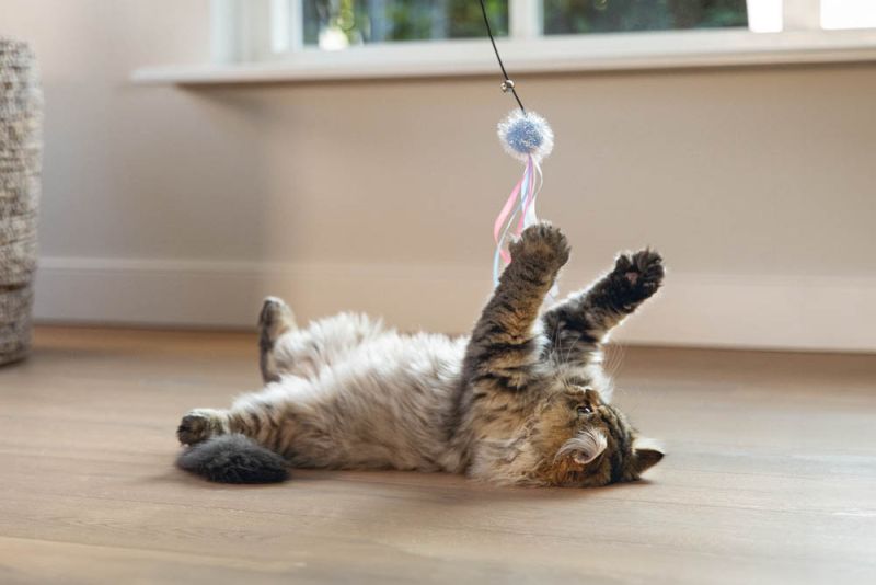 BEEZTEES Kattenhengel Bal met lint - 47cm