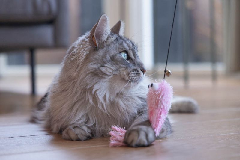 BEEZTEES Kattenhengel Bory - 48cm