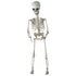 Skelet hangend - 17x10x70cm