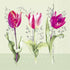 IHR Servetten 33x33cm - tulip beauties   4086501629