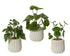 Plant in pot - 11x28cm - groen/wit ass. (prijs per stuk)