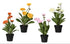Chrysant in pot polyester - 20x30cm - ass. (prijs per stuk)