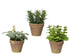 Plant in pot plastic - 15x17cm - groen ass. (prijs per stuk)