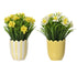 Plant in bloempotje - 11,5x30cm - geel ass. (prijs per stuk)
