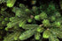 17397951-2.jpg