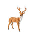 17166225.jpg
